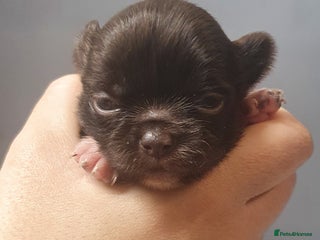 Chihuahua dogs Beautiful Long-Haired Chihuahua Puppies - Advert 5