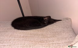 Mixed Breed cats for sale: 1/2 Ragdoll kittens - Image 11