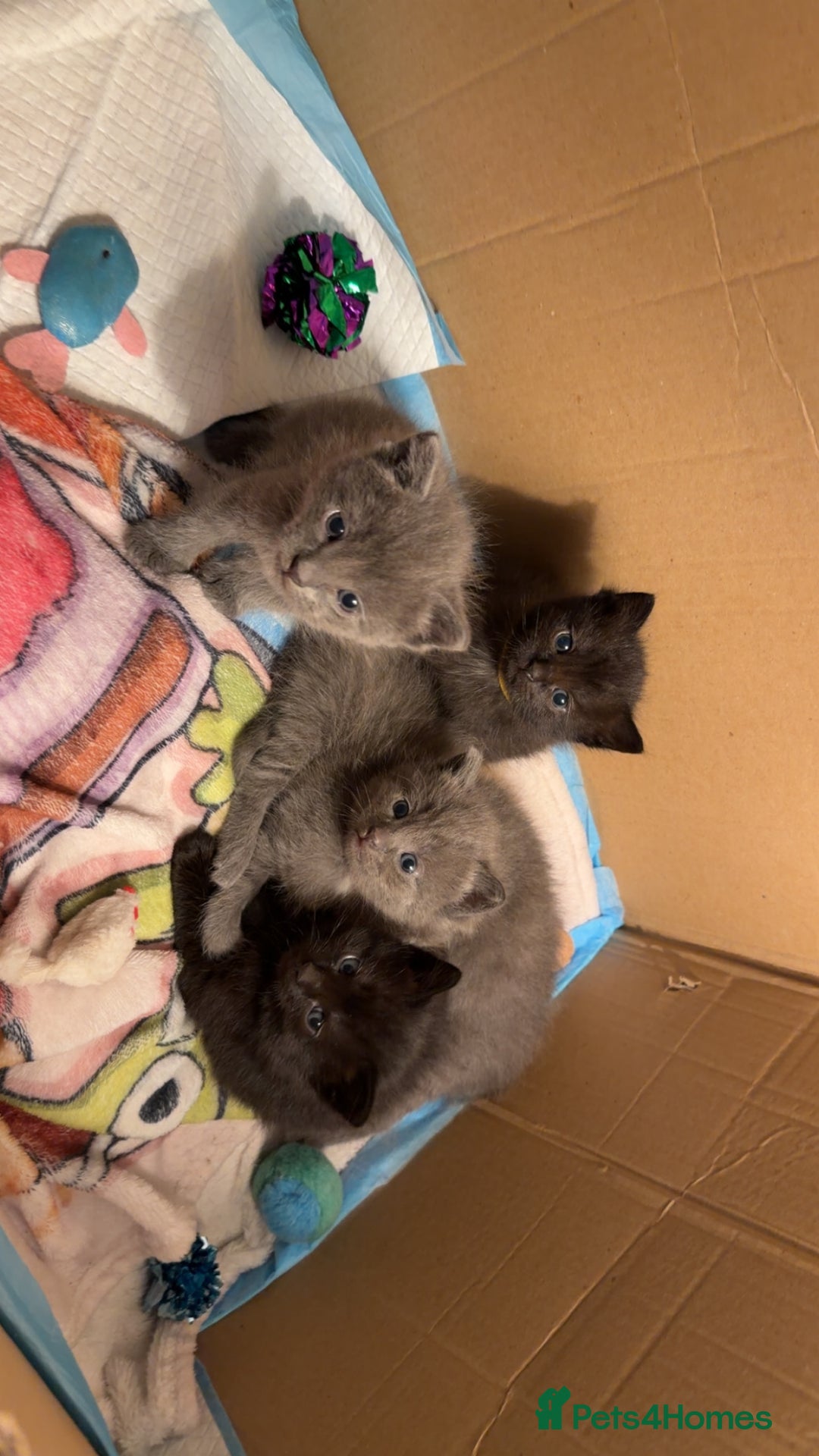 Ragdoll cats for sale: 6 Beautiful Ragdoll cross Domestic shorthair - Advert 4