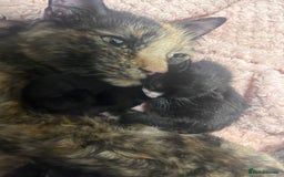 Mixed Breed cats for sale: 5 babies just born weeks ago! - Image 6