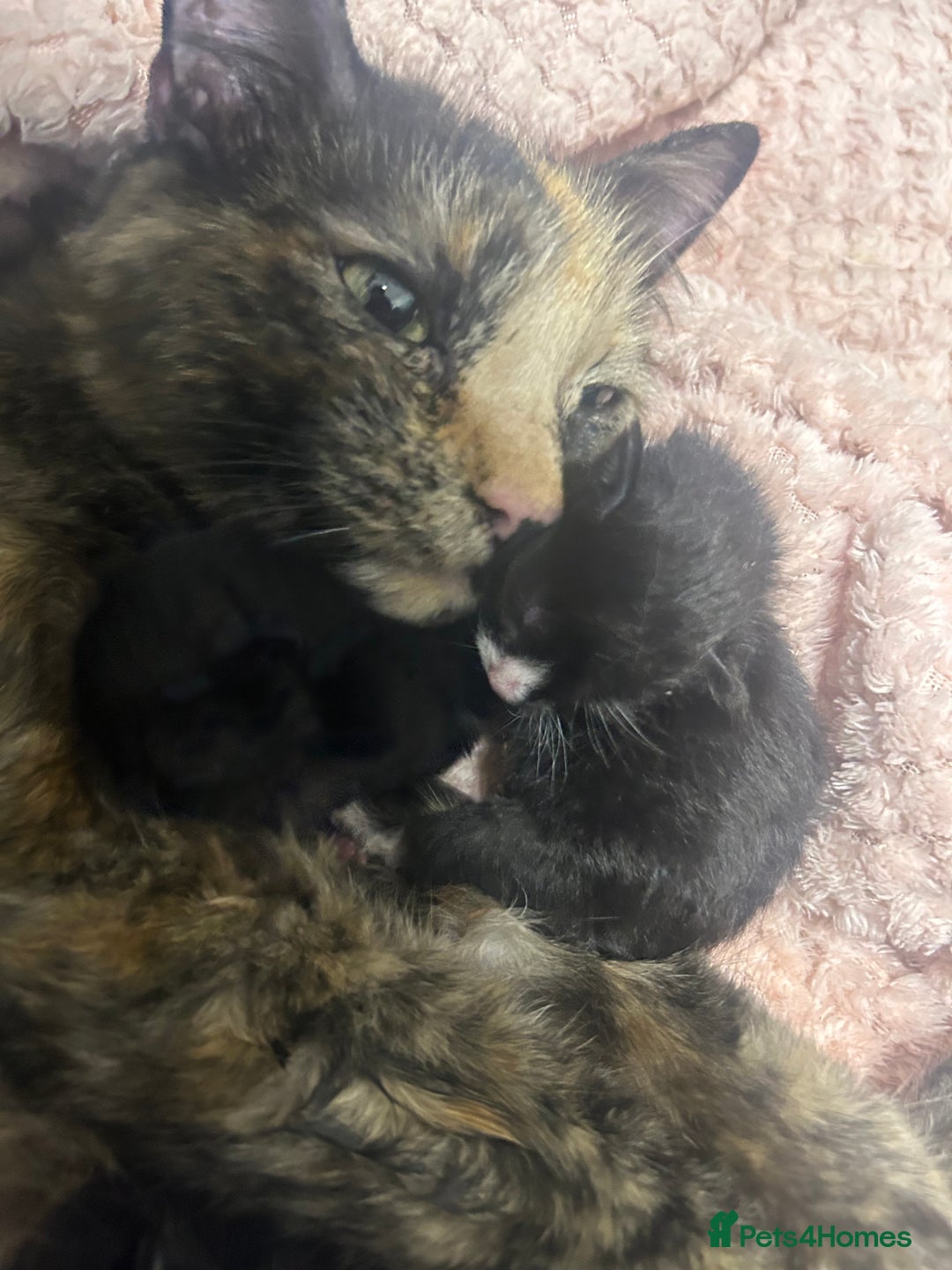 Mixed Breed cats for sale: 5 babies just born weeks ago! - Image 6