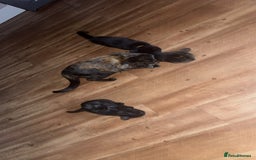 Mixed Breed cats for sale: 2x black female READY TO GO TODAY - Image 3