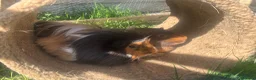 Guinea Pig rodents for sale: Guinea pig boarding in Herne bay - Advert 6