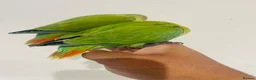Lovebirds birds for sale: Hand reared lovebirds for sale  - Advert 15