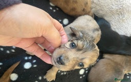 Miniature Dachshund dogs for sale: Long haired dachshund puppies   - Image 18