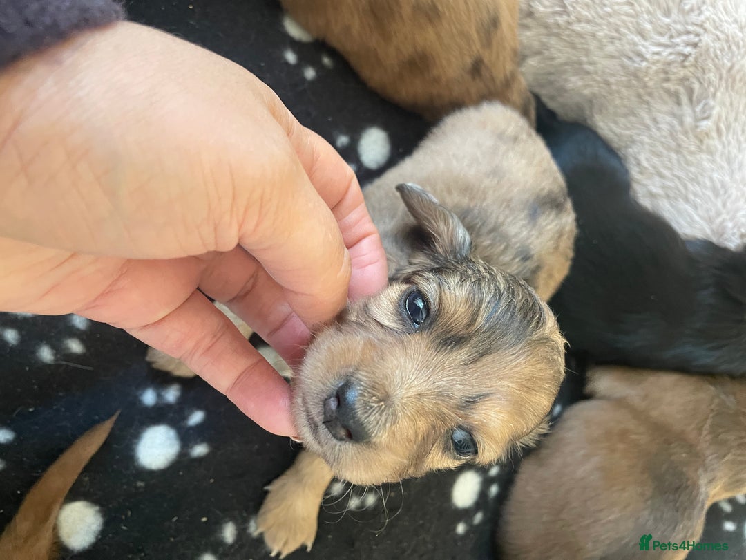 Miniature Dachshund dogs for sale: Long haired dachshund puppies   - Image 18