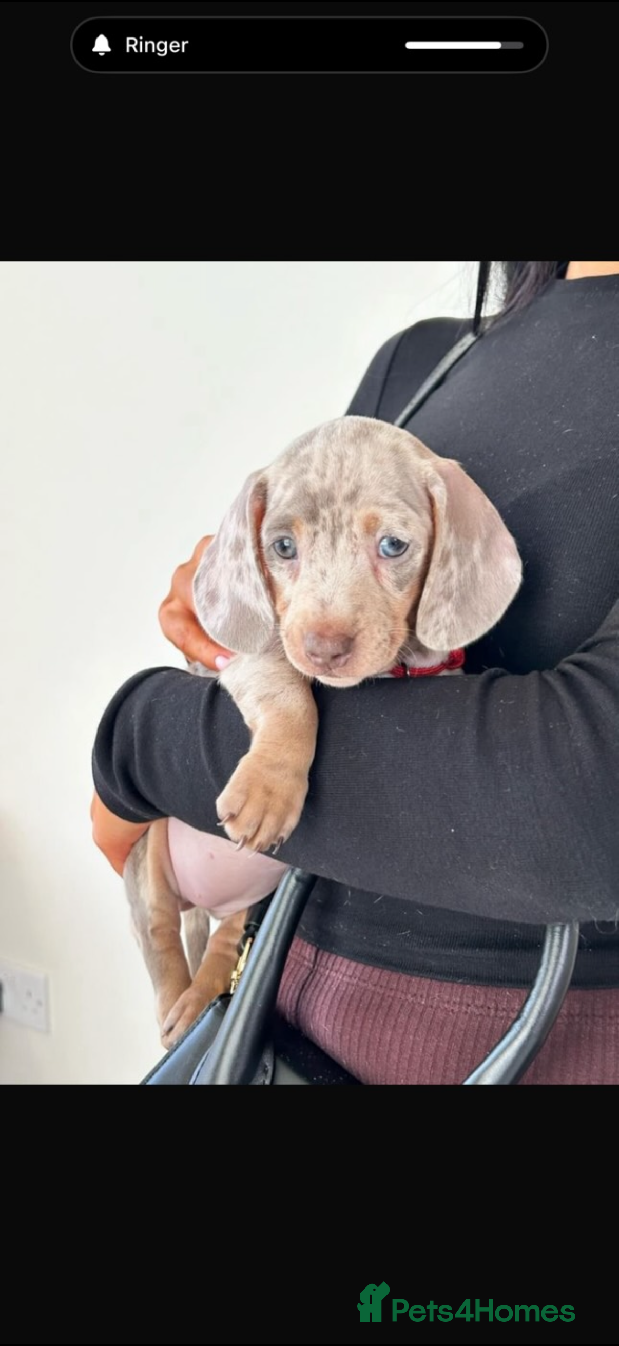 Miniature Dachshund dogs Kc reg choc tweed dapple & choc n tan  - Advert 1