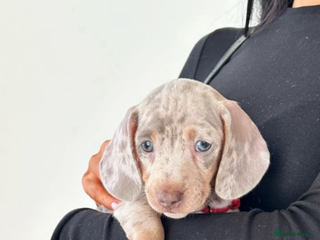 Miniature Dachshund dogs Kc reg choc tweed dapple & choc n tan - Advert 1