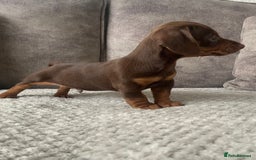 Miniature Dachshund dogs for sale: Miniature dachshunds ready now - Image 5