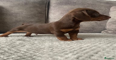 Miniature Dachshund dogs - Advert 3