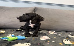 Cocker Spaniel dogs for sale: READY NOW 1 BLACK GIRL COCKER SPANIELS AVAILABLE  - Image 6