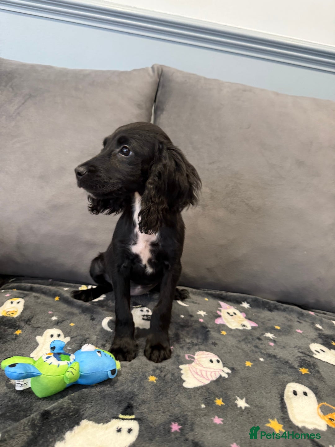 Cocker Spaniel dogs for sale: READY NOW 1 BLACK GIRL COCKER SPANIELS AVAILABLE  - Image 6