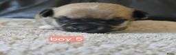 Chihuahua dogs for sale: 5 chiuaua baby boys - Advert 3