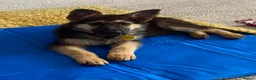 German Shepherd dogs for sale: Special Home Needed  - Advert 5