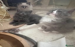 Ragdoll cats for sale: Beautiful Persia dolls  - Image 8