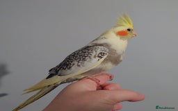 Cockatiels birds for sale: Hand reared silly tame DNA sexed baby cockatiels  - Image 33