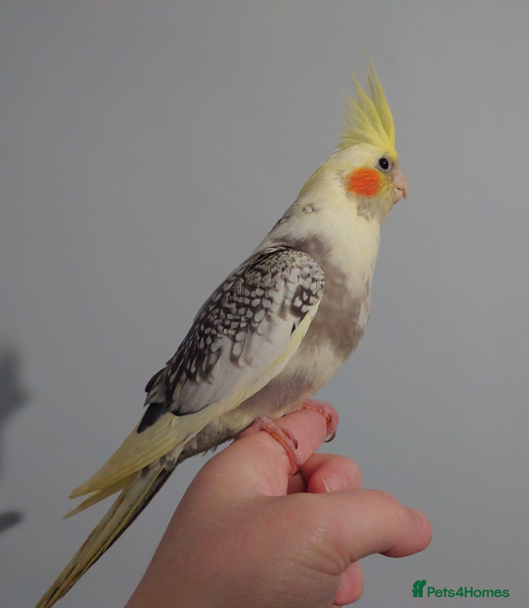 Cockatiels birds for sale: Hand reared silly tame DNA sexed baby cockatiels  - Image 33
