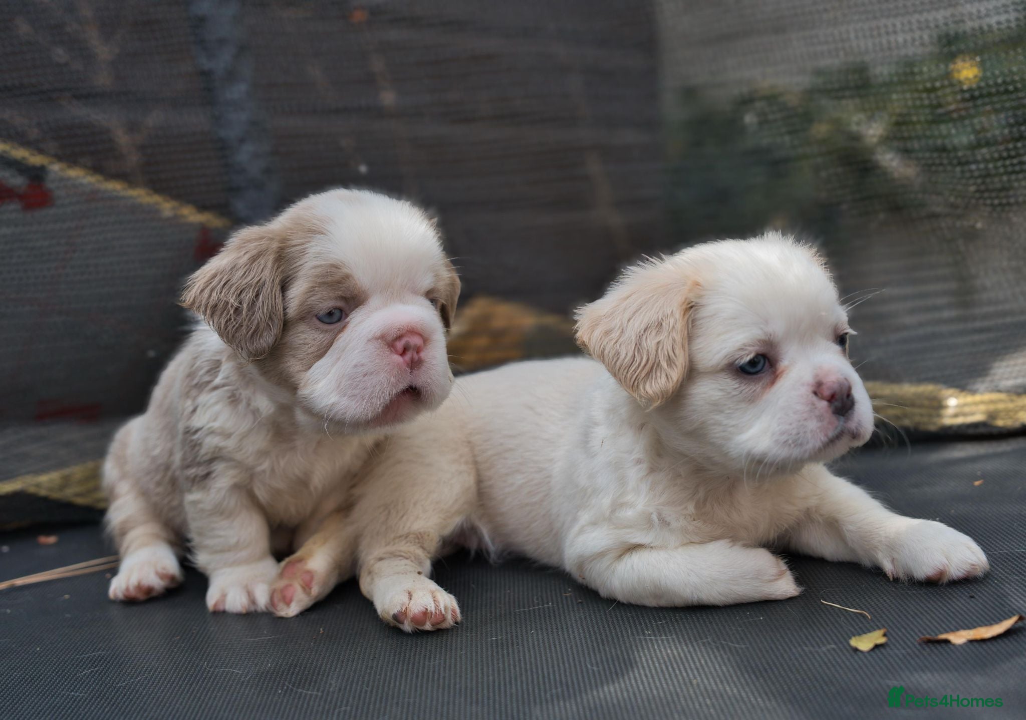 French Bulldog dogs Rare Fluffy Frenchies: KC Reg, Vet Checked. - Advert 2