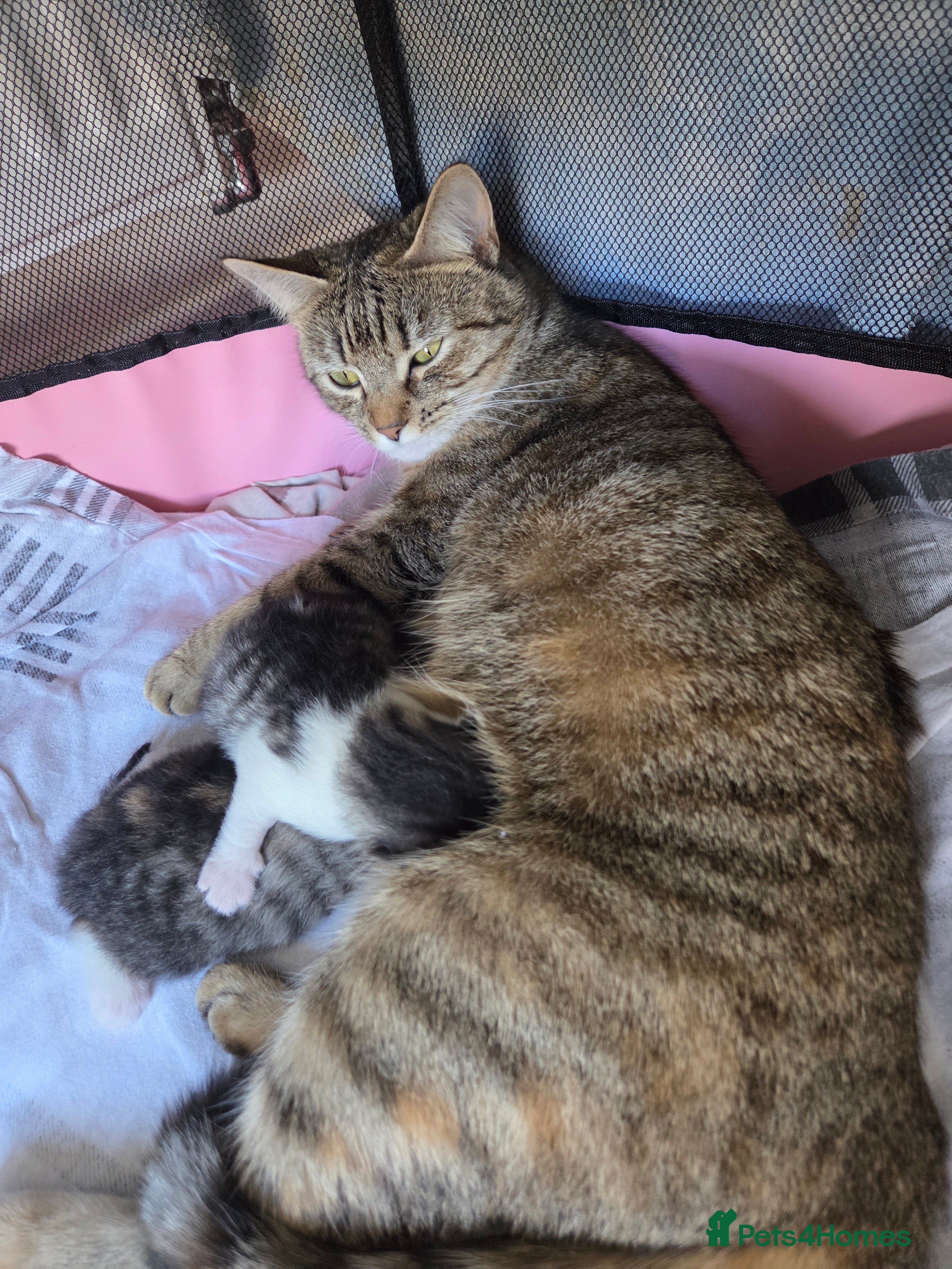 Mixed Breed cats Adorable kittens for sale - Advert 2