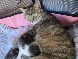 Mixed Breed cats Adorable kittens for sale - Advert 2