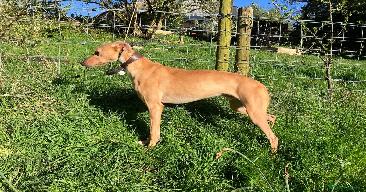 Bull Ridgeback X Greyhound English Mastiff Greyhound Mix English