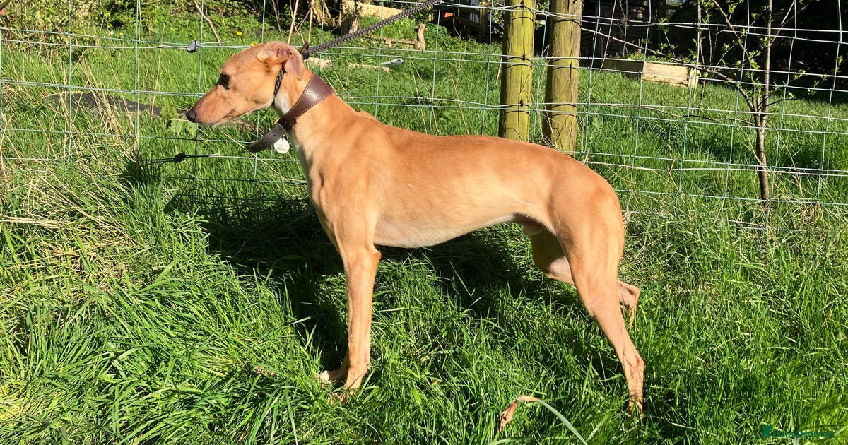 Bull Ridgeback X Greyhound English Mastiff Greyhound Mix English