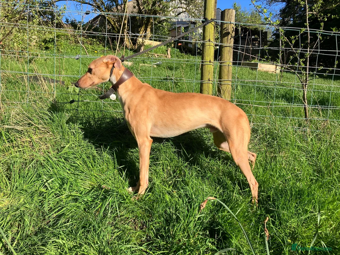 Lurcher dogs for adoption: LURCHERS, LURCHERS, LURCHERS! in Halifax - Advert 1