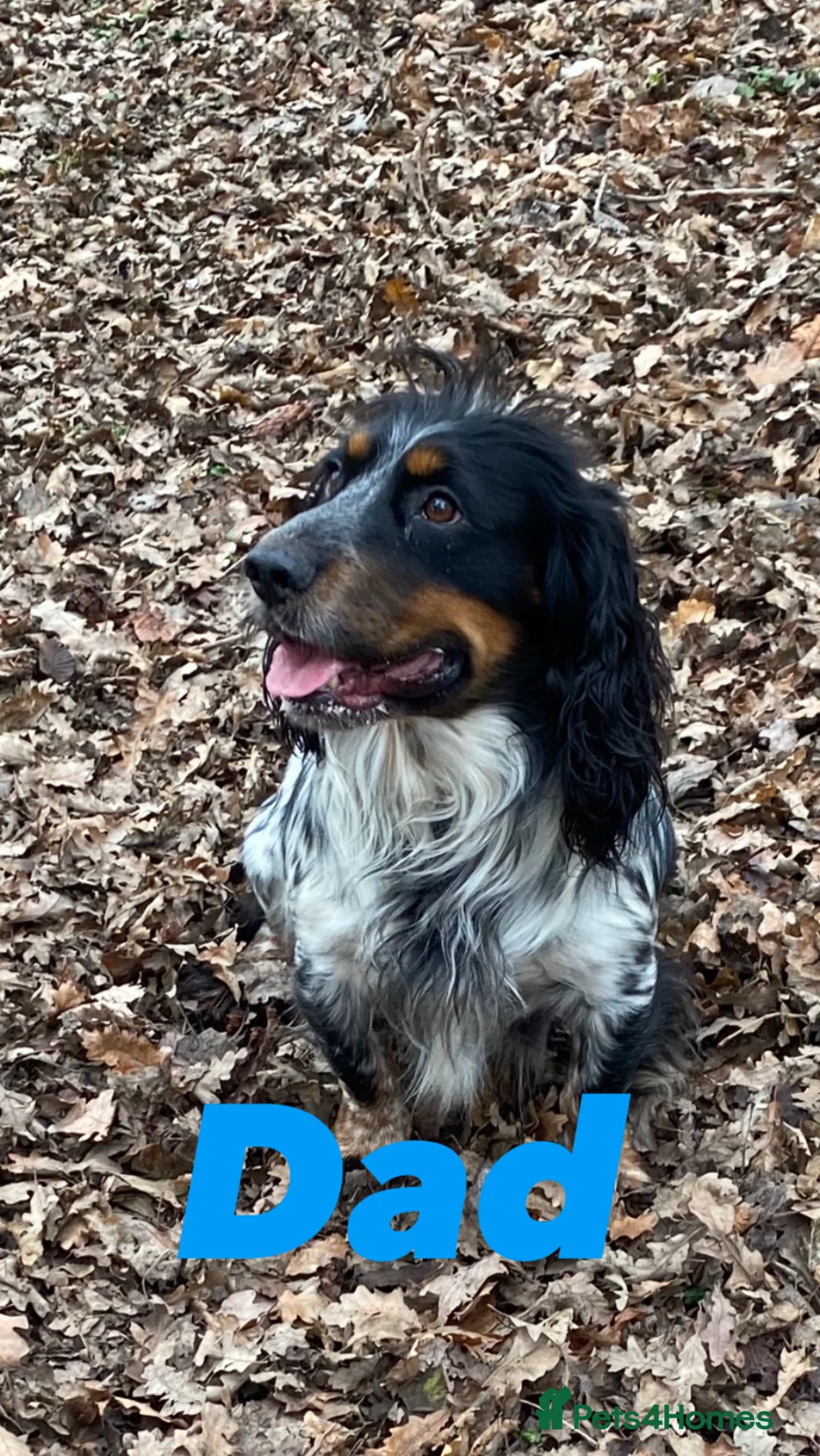 Cocker Spaniel dogs for sale: Cocker spaniel puppies  - Advert 7