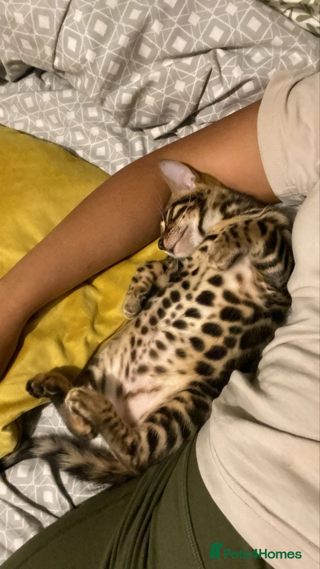 Bengal cats for sale: Mr bengal Urgent  - Image 5