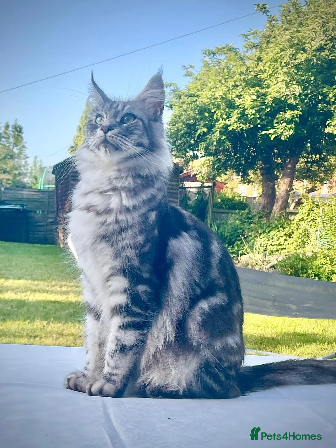Maine Coon cats for sale: 23 week old male maine coon - Advert 4