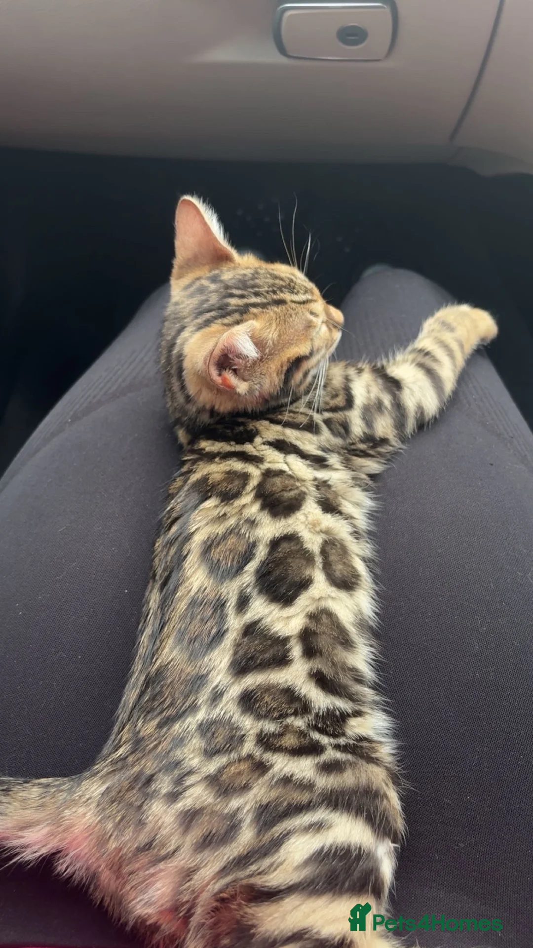 Bengal cats for sale: Rayna  in Stockport - Advert 3