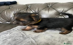 Norfolk Terrier dogs for sale: Norfolk Terrier Puppies - Image 14