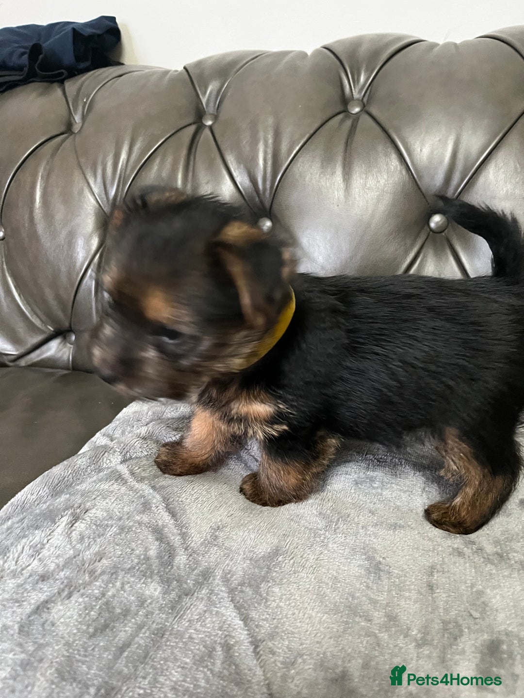 Norfolk Terrier dogs for sale: Norfolk Terrier Puppies - Image 14