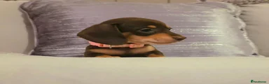 Minature Dachshund 5