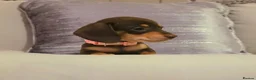 Miniature Dachshund dogs for sale: 🐶 Tiny minature dachshund puppies 🐶  - Advert 3