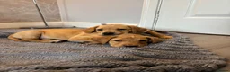 Labrador Retriever dogs for sale: 2 Boys Left red/Yellow KC Labrador puppies  - Advert 5