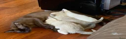 Burmese cats for sale: Beautiful Female Burmese Kittens  in Swindon - Advert 5