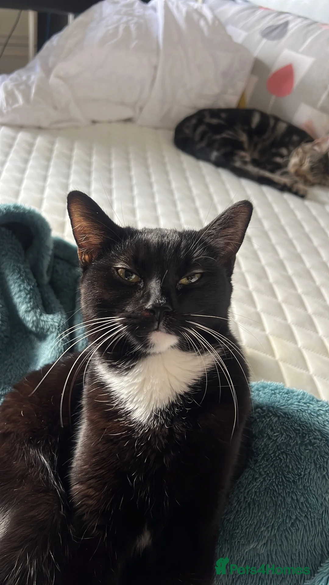 Mixed Breed cats for sale: Cute Kittens for sale  - Advert 7