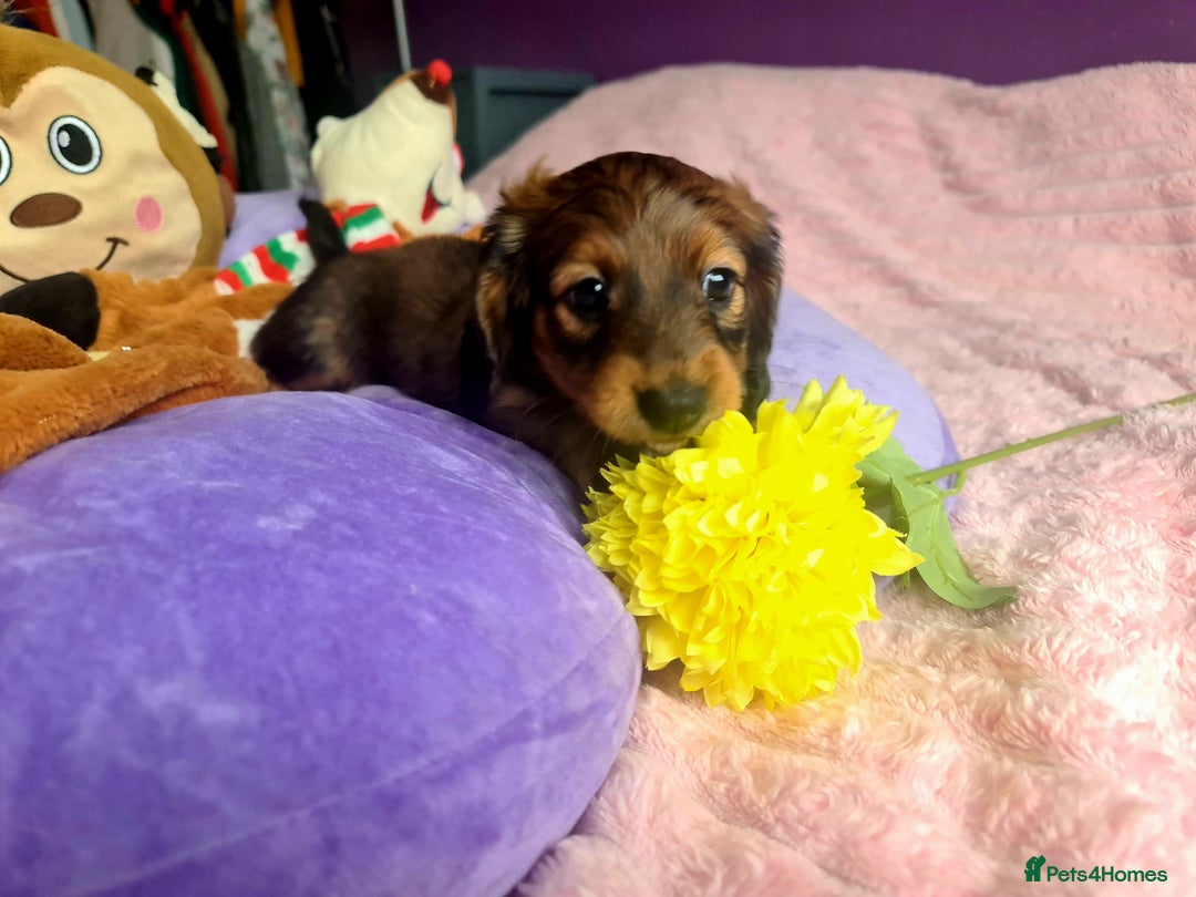 Dachshund dogs for sale: Last one beautiful long-haired dachshunds girl 😍 - Image 27