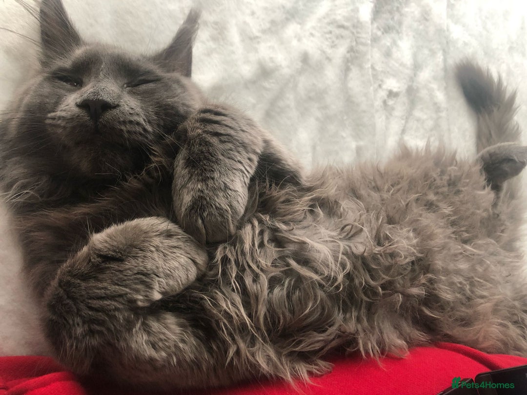 Maine Coon cats for sale: 8 beautiful maine coon kittens in Hayes - Image 5