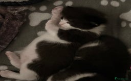 Mixed Breed cats for sale: 3 beautiful kittens for sale - Image 13