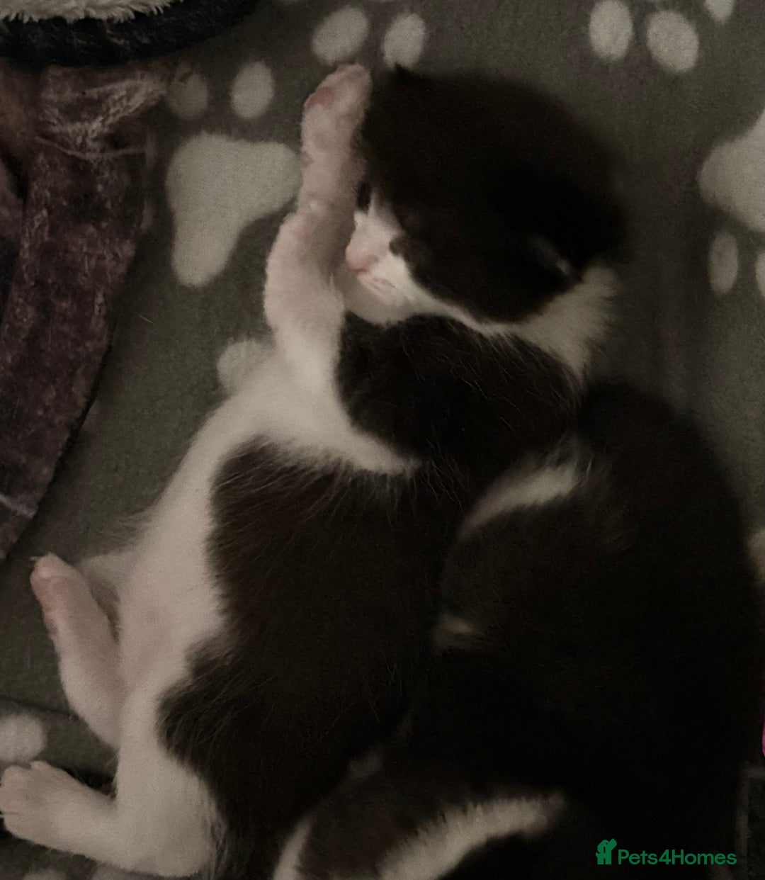 Mixed Breed cats for sale: 3 beautiful kittens for sale - Image 13