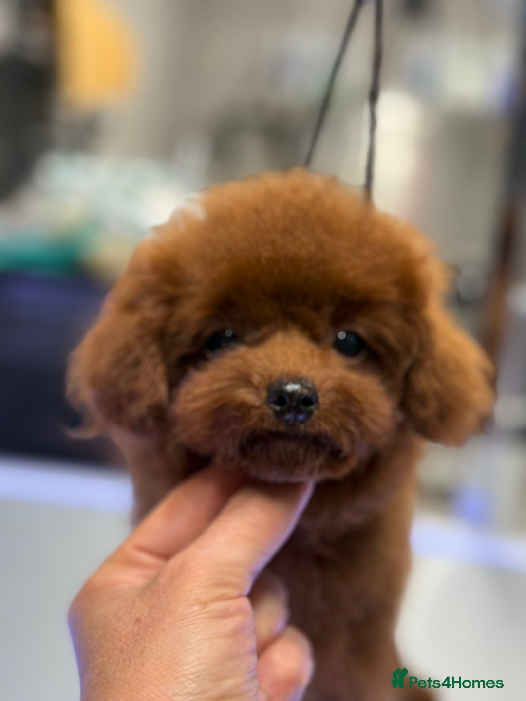 Toy Poodle dogs for sale: Asian teddy face toy poodles boys - Image 1