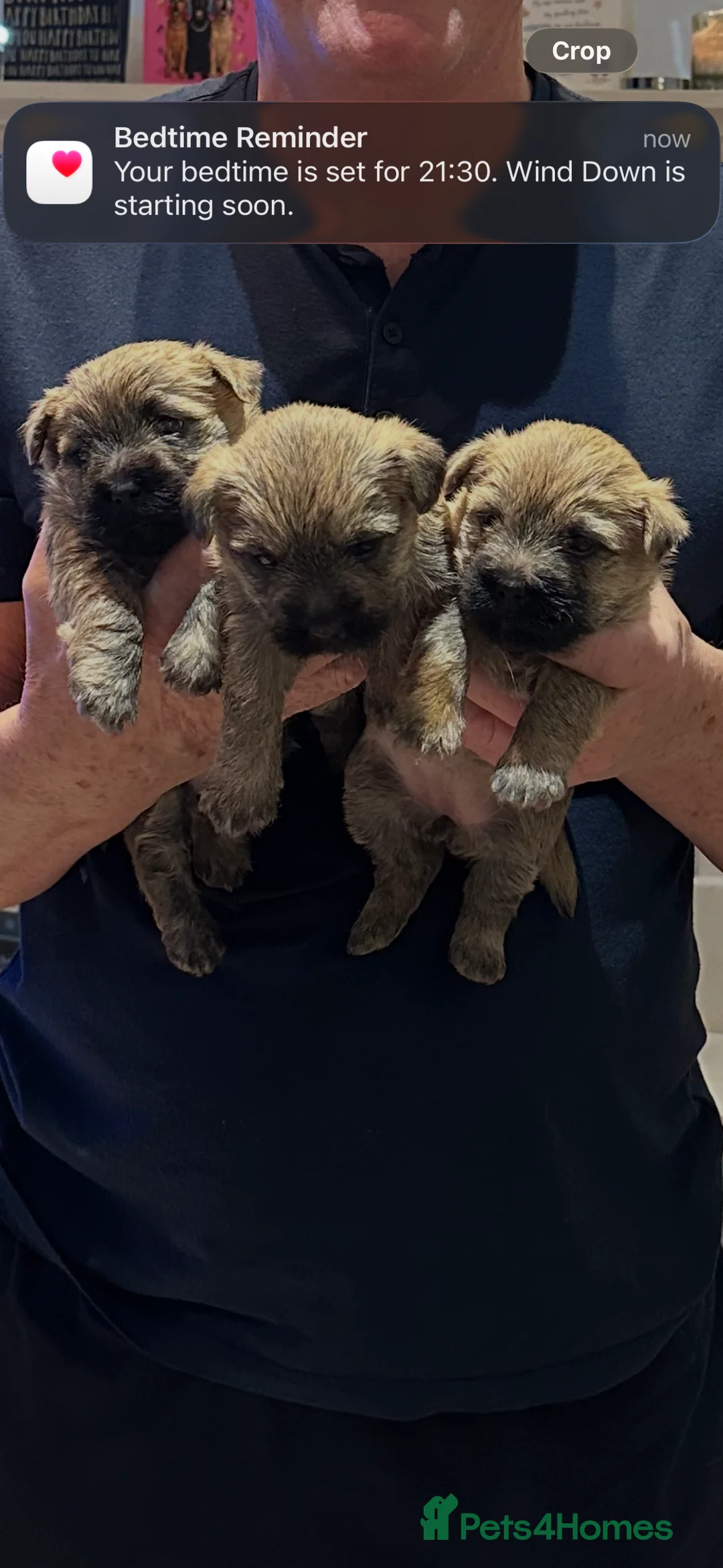 Cairn Terrier dogs for sale: Cairn terrier pups  - Advert 8
