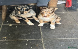 Mixed Breed dogs for sale: Kelpie x Border Collie pups available for new home - Image 9