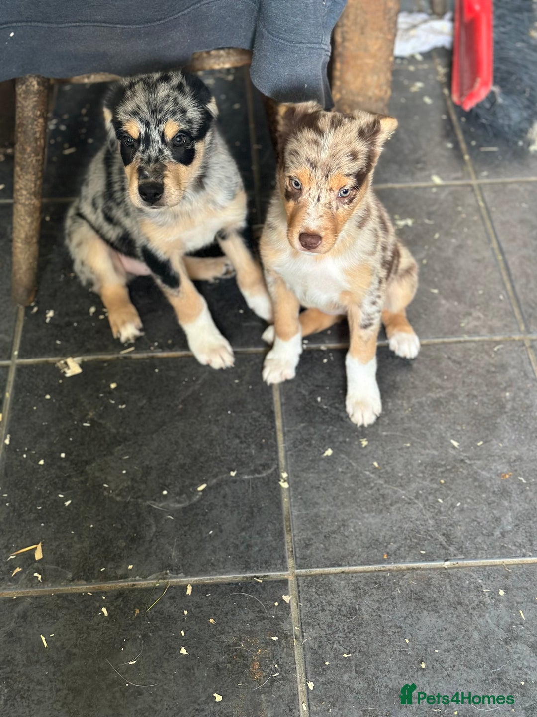 Mixed Breed dogs for sale: Kelpie x Border Collie pups available for new home - Image 9