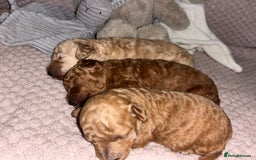Toy Poodle dogs for sale: 3 stunning toy poodle females  - Image 2