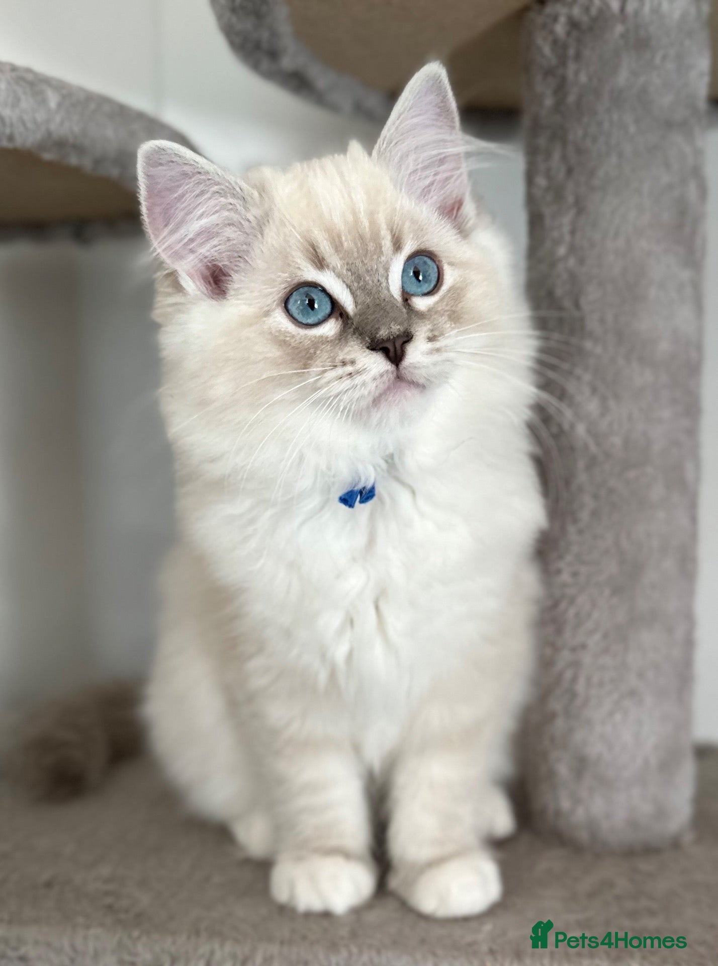 Ragdoll cats 💙 ACTIVE REGISTERED RAGDOL, DNA TESTED PARENTS 💙 - Advert 22