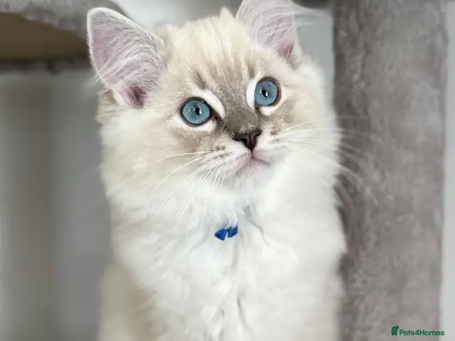 Ragdoll cats 💙 ACTIVE REGISTERED RAGDOL, DNA TESTED PARENTS 💙 - Advert 22