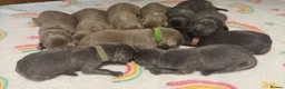 Labrador Retriever dogs for sale: Stunning Silver/Charcoal Labrador pups - Advert 4